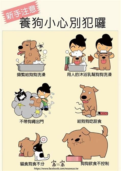 養狗注意事項|新手飼養狗狗11點建議 – 寵物百科